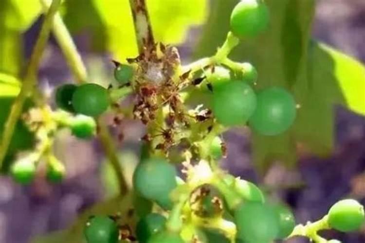 葡萄落花是什么原因