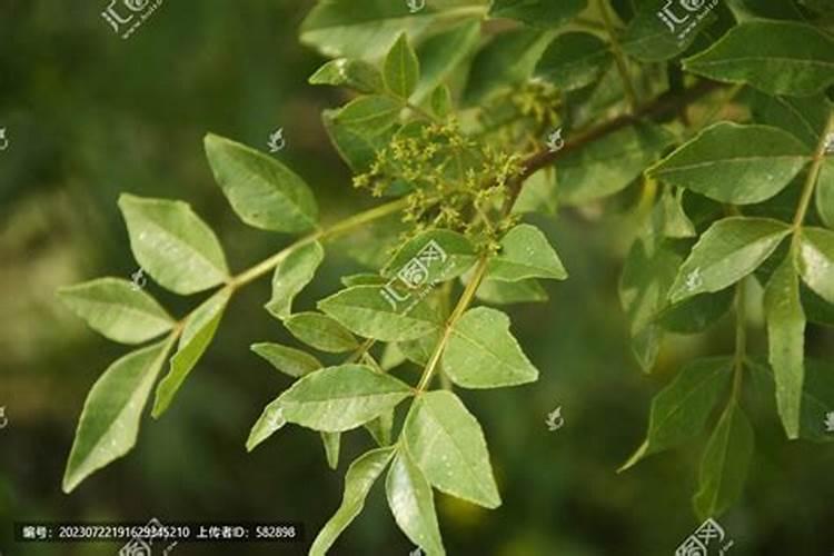 花椒花期用什么叶面肥