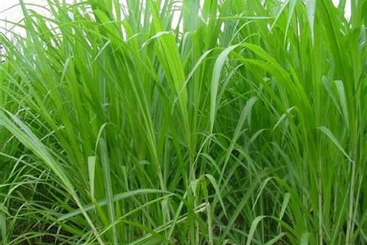 香菜用什么肥料最好