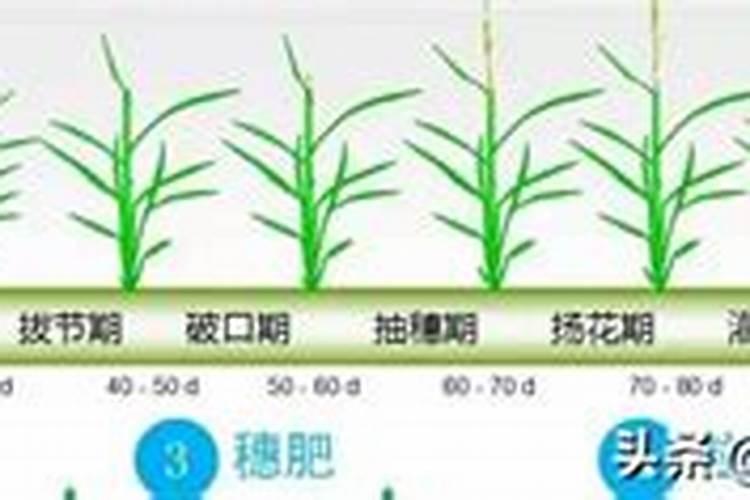 分蘖肥什么时候施？