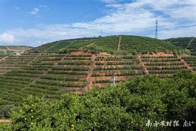 结果柑橘树要怎样施肥？