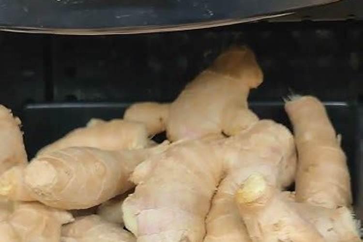 怎样防生姜早衰 生姜旺季收获方法是什么