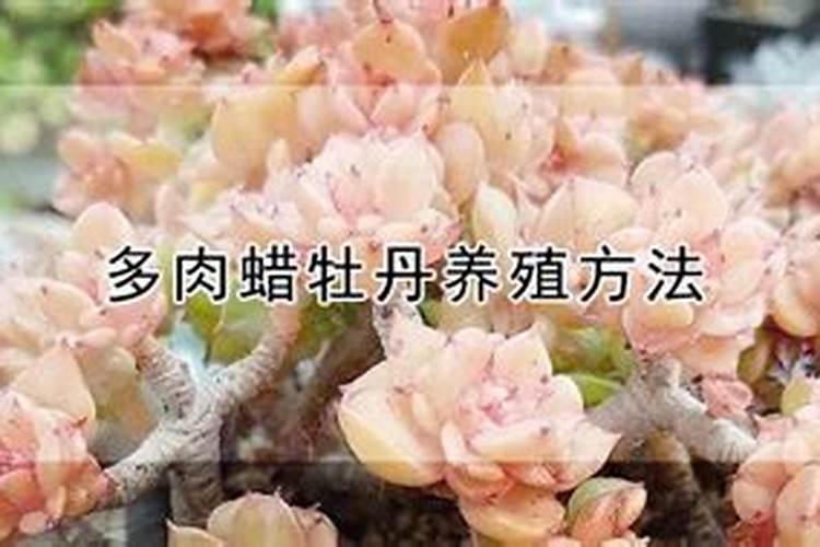 俗语“春分栽牡丹,到老不开花”,那什么时候栽牡丹合适呢？