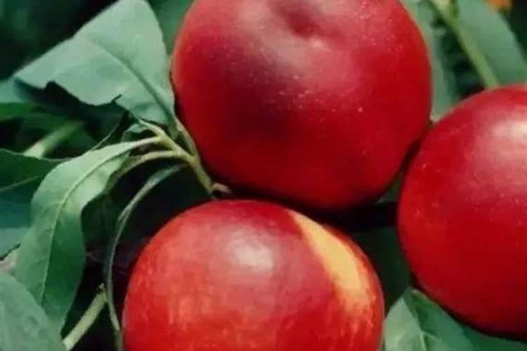 大棚油桃后期上肥用三十个钾行吗？