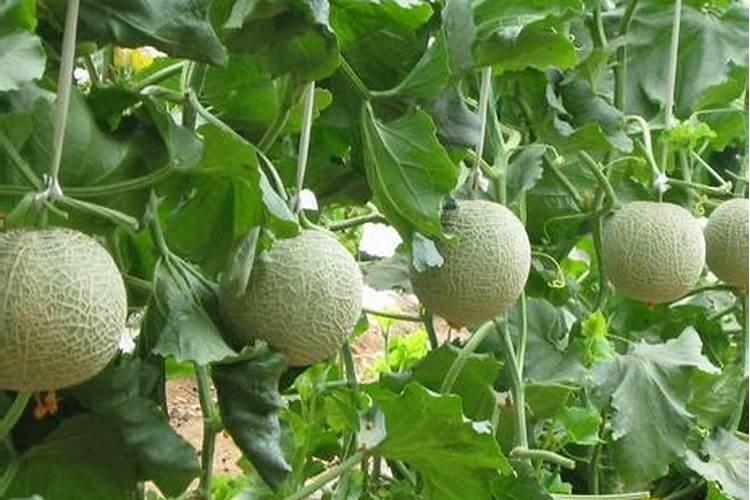 大棚香瓜坐果前应该冲施什么肥料？