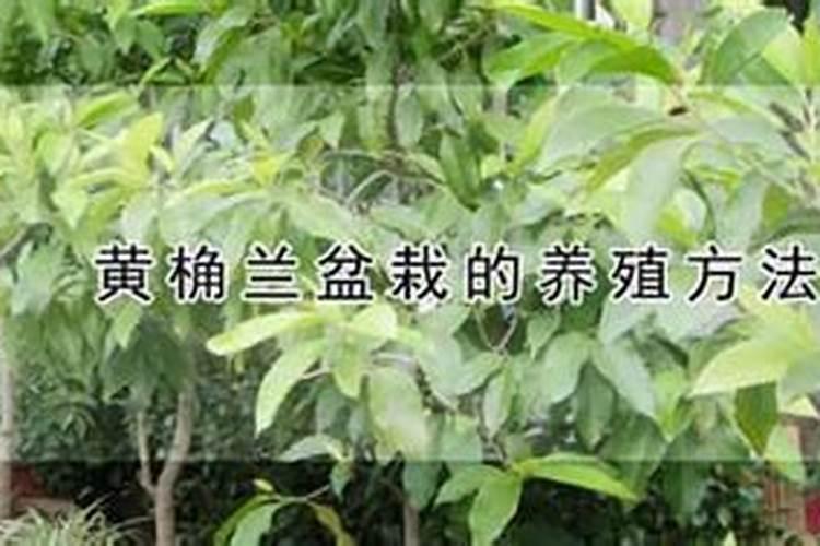 黄桷兰的鉴赏与栽培养护