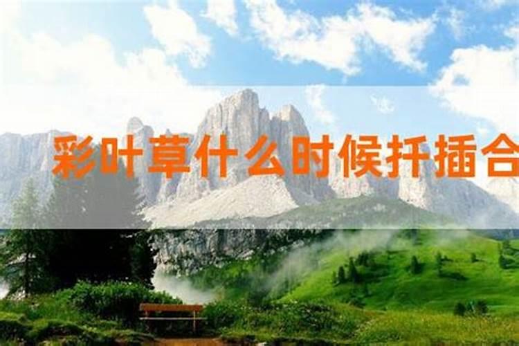 茶叶用什么肥料最好