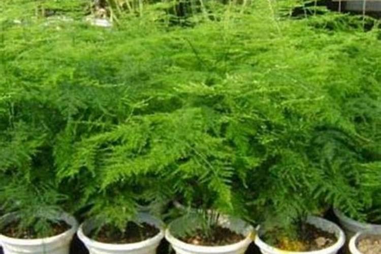 文竹喜欢什么肥料