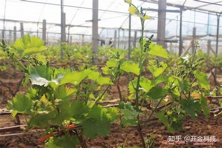 番茄开花阶段使用什么叶面肥效果好？