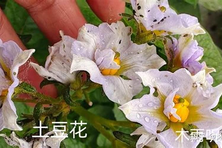 土豆出苗后施什么肥好