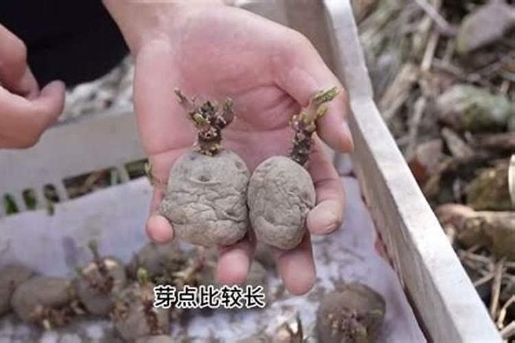 土豆出苗后多久施肥