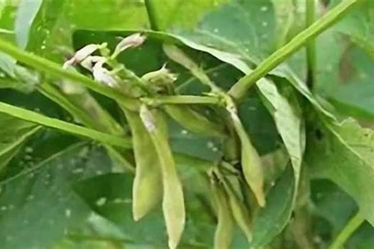 大豆结荚期用什么叶面肥