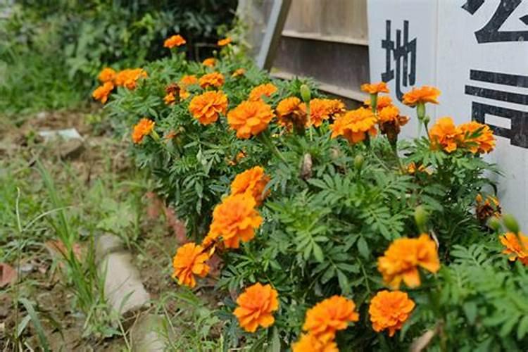 万寿菊菊花施些什么肥料