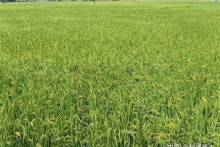 水溶肥怎么使用 水溶肥正确使用方法