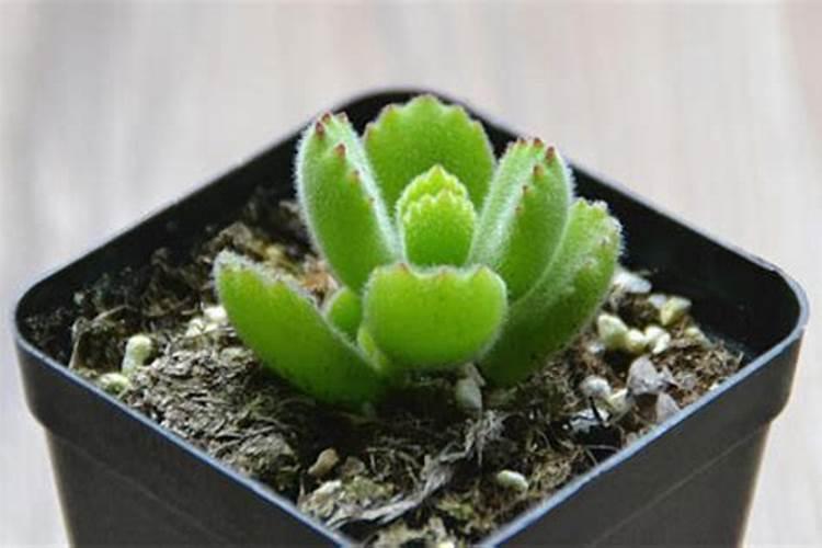 多肉植物小熊掌怎么养活