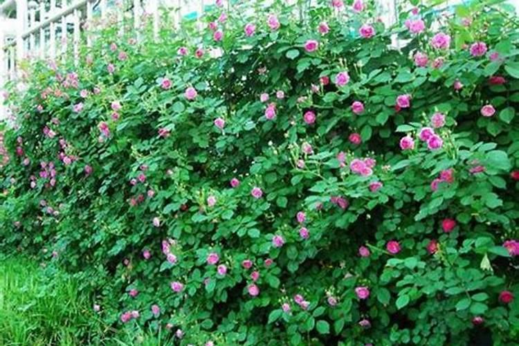 蔷薇花怎么施肥,蔷薇花施肥方法