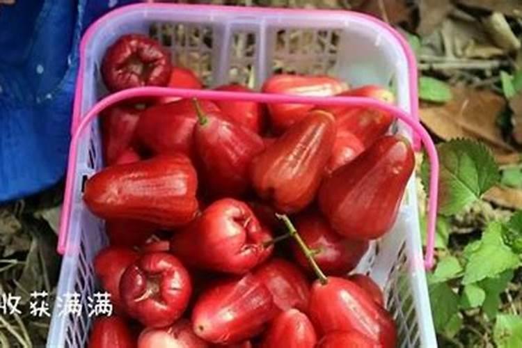 如何促进莲雾花芽分化
