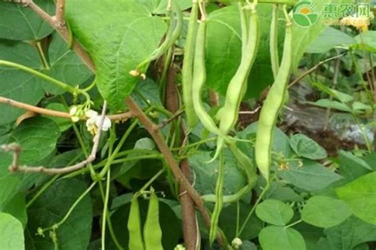 种植四季豆提高产量的施肥技巧有哪些