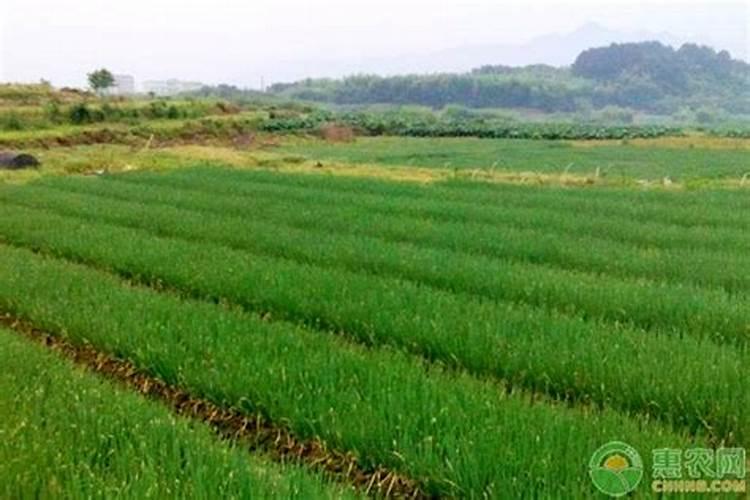 小葱施肥用什么肥料