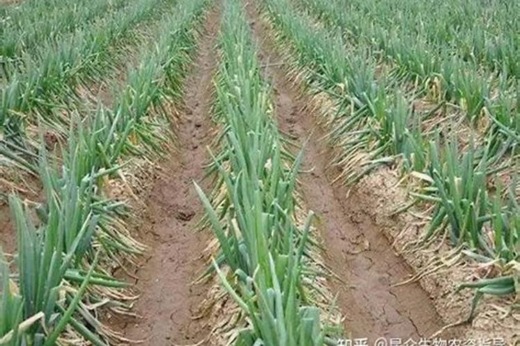 根好苗壮,秋季大葱育苗养根攻略收好