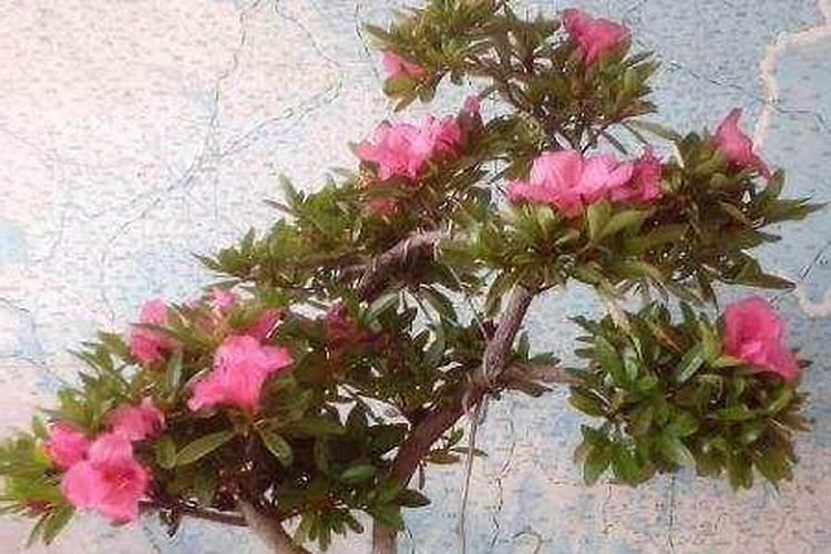 杜鹃开花期间施什么肥,能喷磷酸二氢钾吗