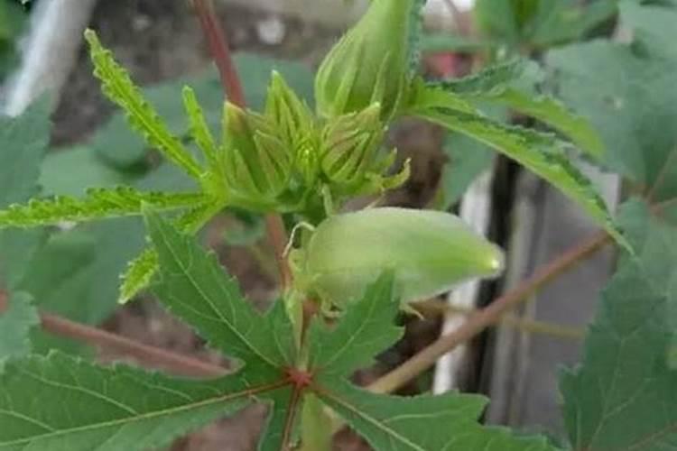 马铃薯要注意钾肥的施用(种植马铃薯为什么要重视施钾肥)