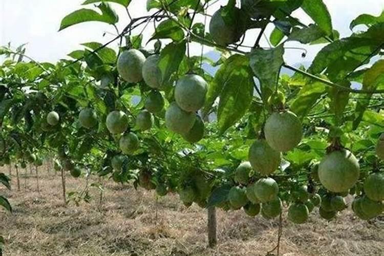 百香果不结果如何处理 百香果不结果解决方法