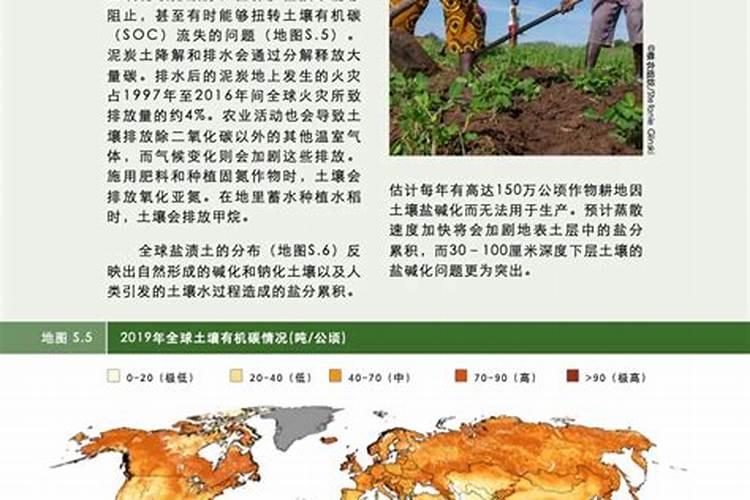 西红柿需要什么肥才能长得大