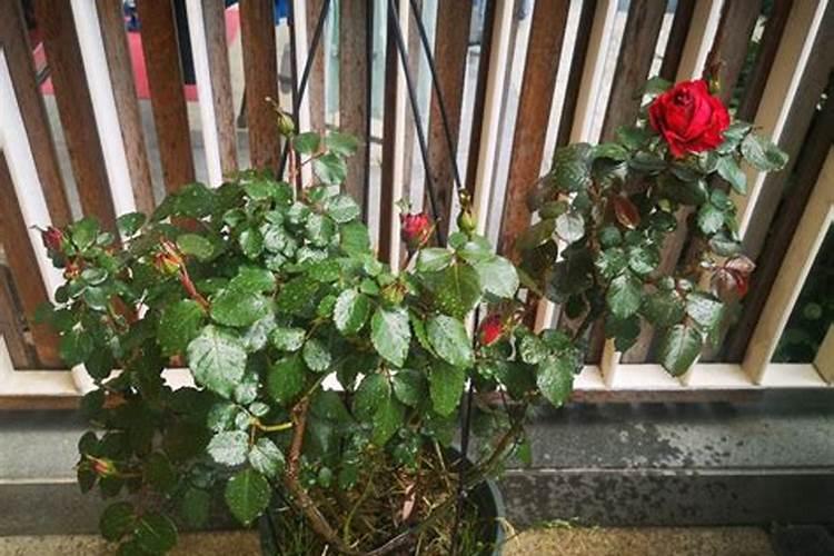 茉莉花可以往叶子上喷水吗,一般情况下喷多少次水？