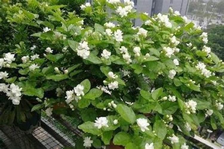 茉莉花修剪后如何正确使用催花肥