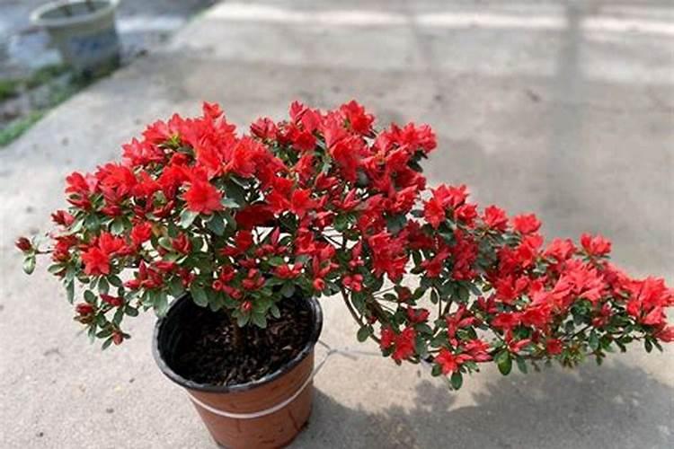 栀子花花苞掉落怎么办