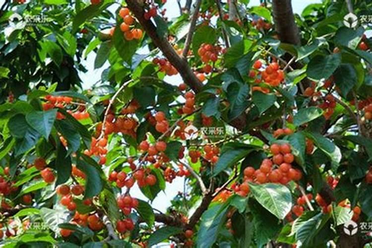 樱桃树春天适宜用什么肥