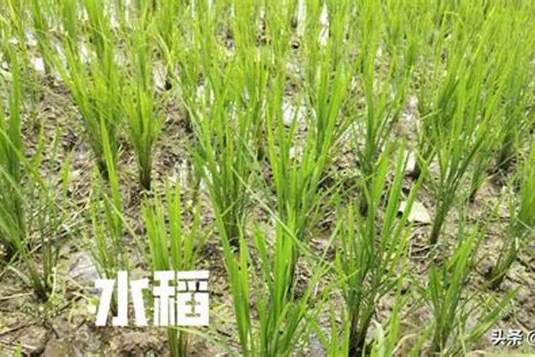 在水田进入淹水期的时候,哪种氮肥不适合施用