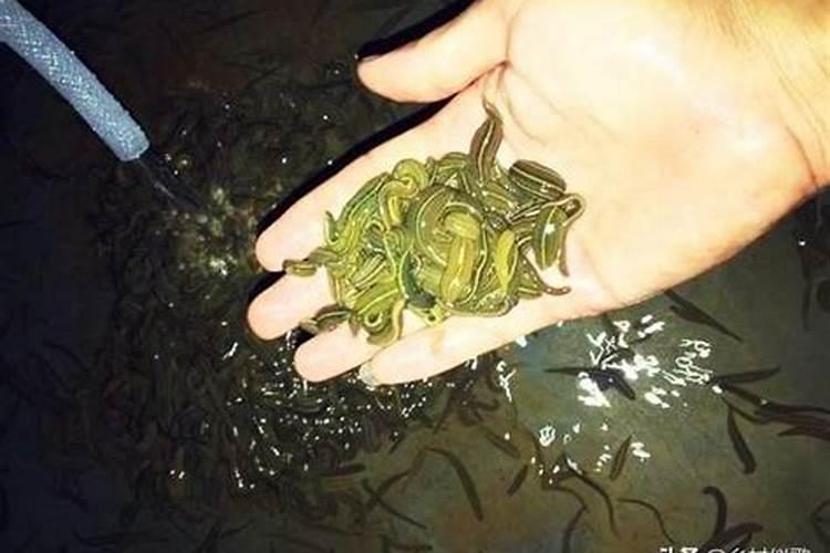 钙有哪些作用？怎样施用钙肥？