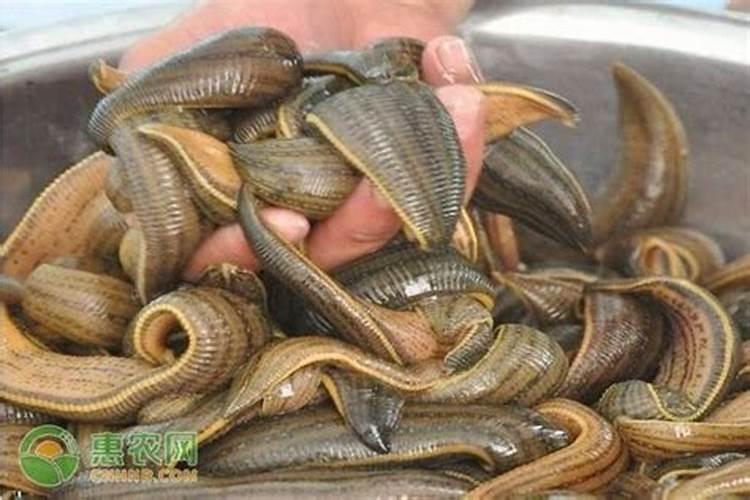 用什么钙使农作物的根增粗增长什么样的钙肥吸收利用率高