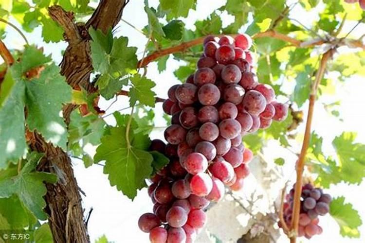 葡萄上色期使用的三种钾肥叶面肥