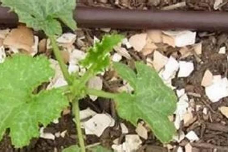 蛋壳可以放花盆里吗