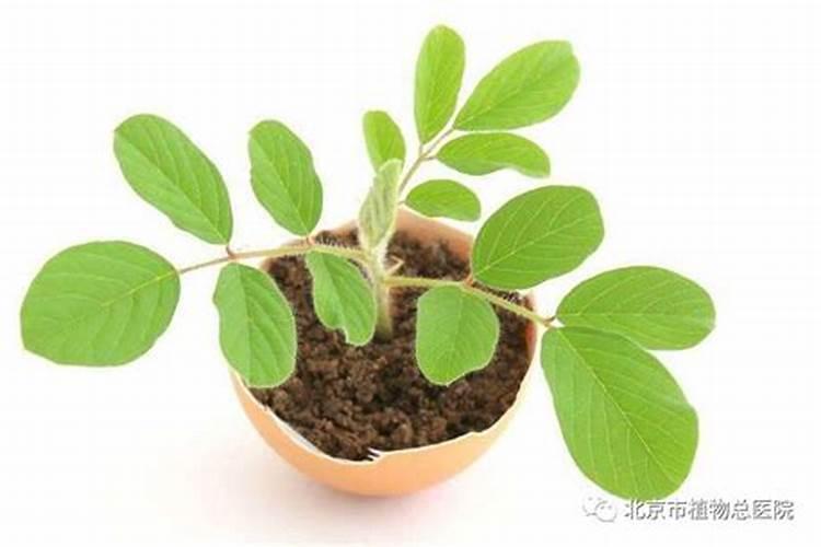 鸡蛋壳是什么肥料 鸡蛋壳含有什么元素的肥料