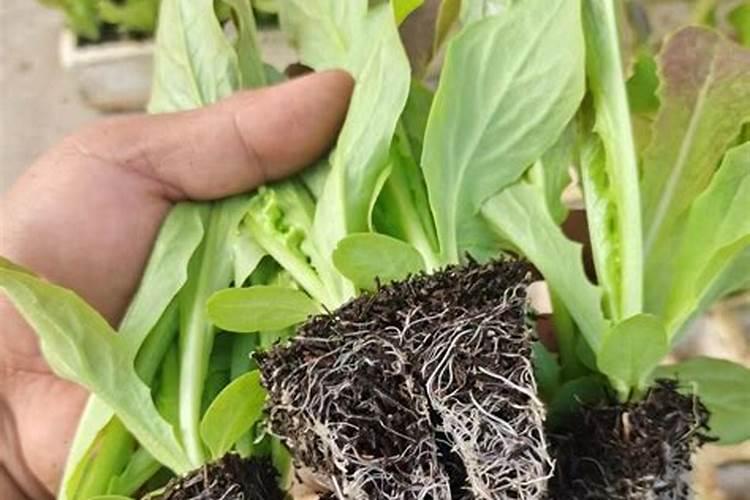 种茶叶如何喷施叶面肥好