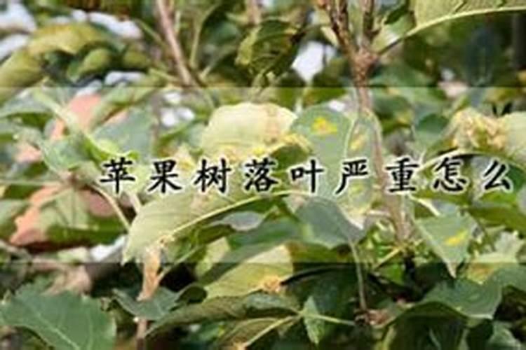 苹果用什么水溶肥好
