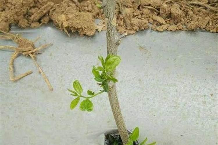 枣树用什么肥料又大又甜,枣树苗上什么肥长得快结果多