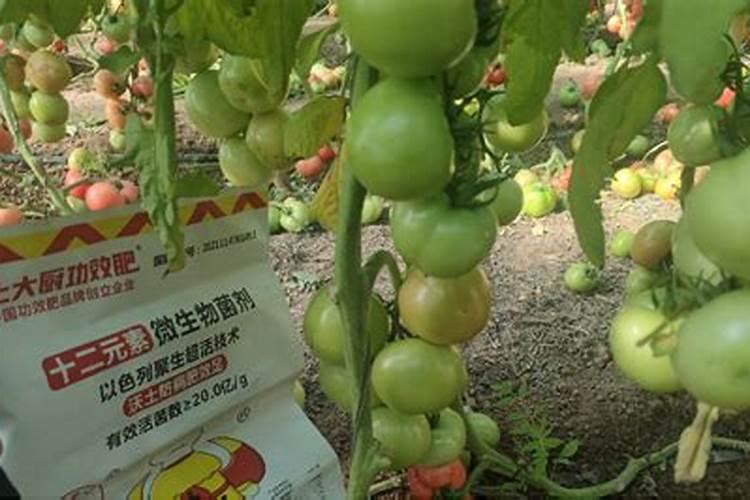 高秧粉红金棚185秋季种植可以吗