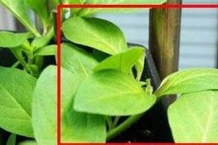 入春油菜怎么做好一打三喷技术？