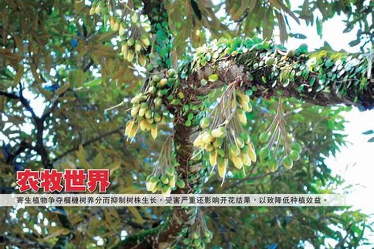 叶面肥过量有什么现象 会造成哪些影响