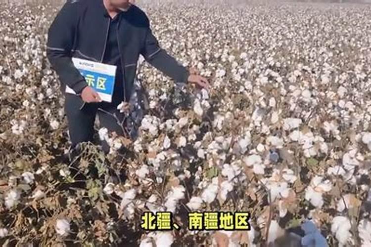 打顶后硼肥滴灌亩用量多少合适？