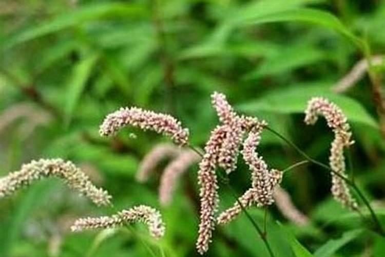 神众em菌液在种植业上怎么使用？有什么好处？怎么提高农作物产量百度知 ...