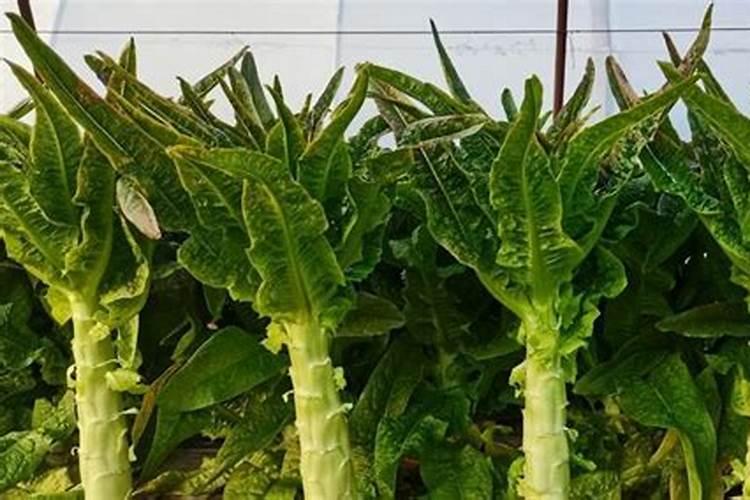 刚栽的葡萄多久施肥和浇水葡萄栽种后几时浇水施肥？