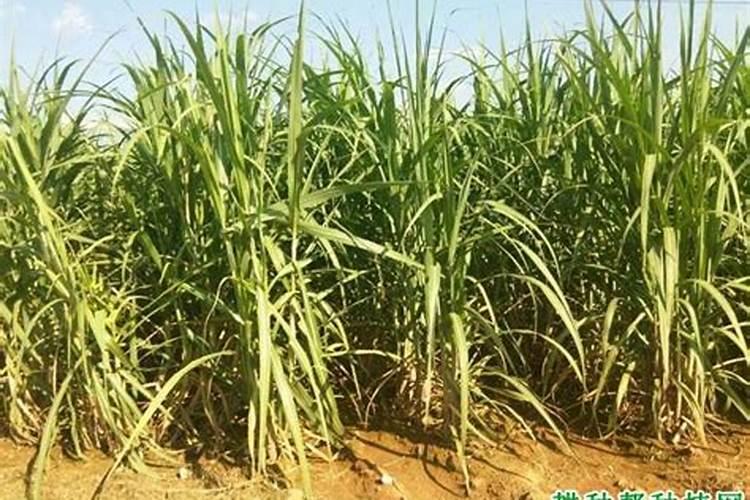 种植甘蔗用什么肥料最好