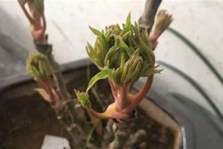 牡丹花现在应该施什么肥？求大神帮助