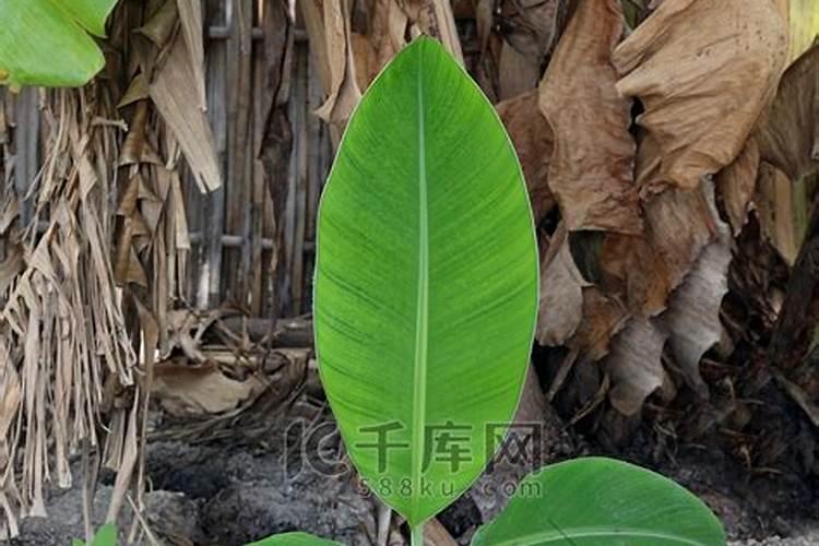 香蕉在什么时候施肥最好？